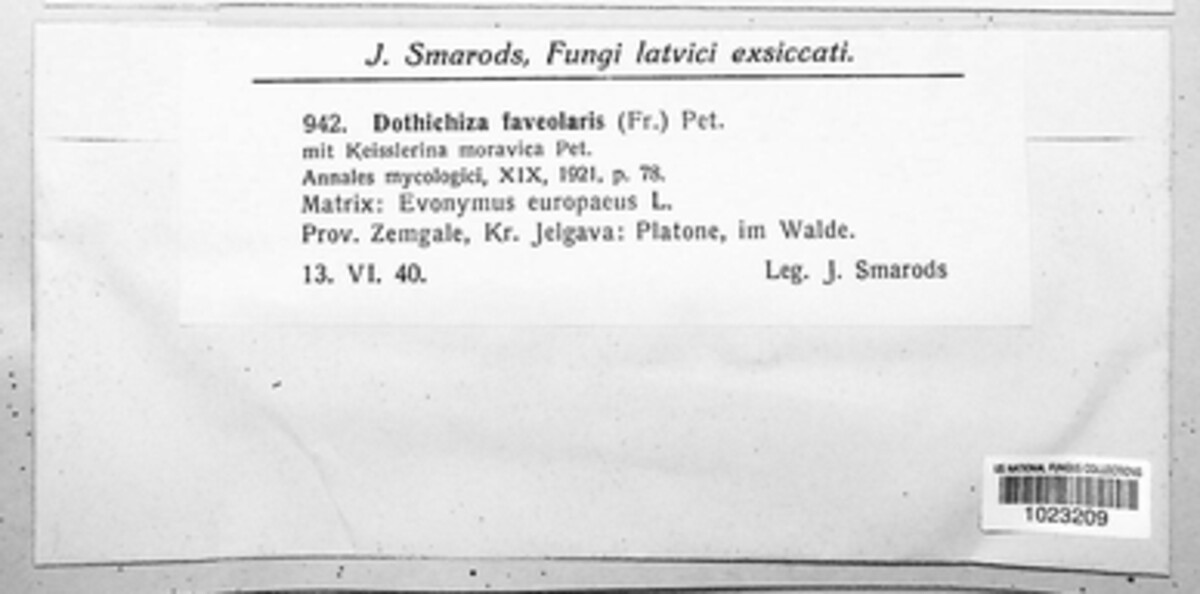 Dothichiza foveolaris image